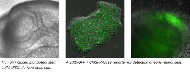 six6GFP-CRISPR-Cas9